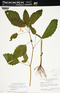 Impatiens pallida image