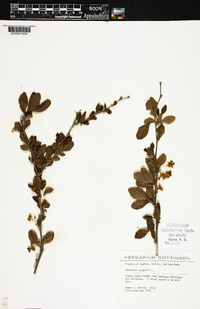 Berberis vulgaris image