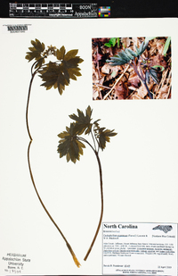 Caulophyllum giganteum image