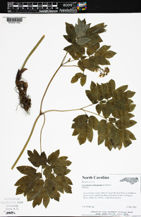 Caulophyllum thalictroides image