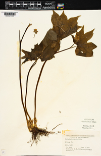 Diphylleia cymosa image