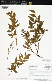 Nandina domestica image