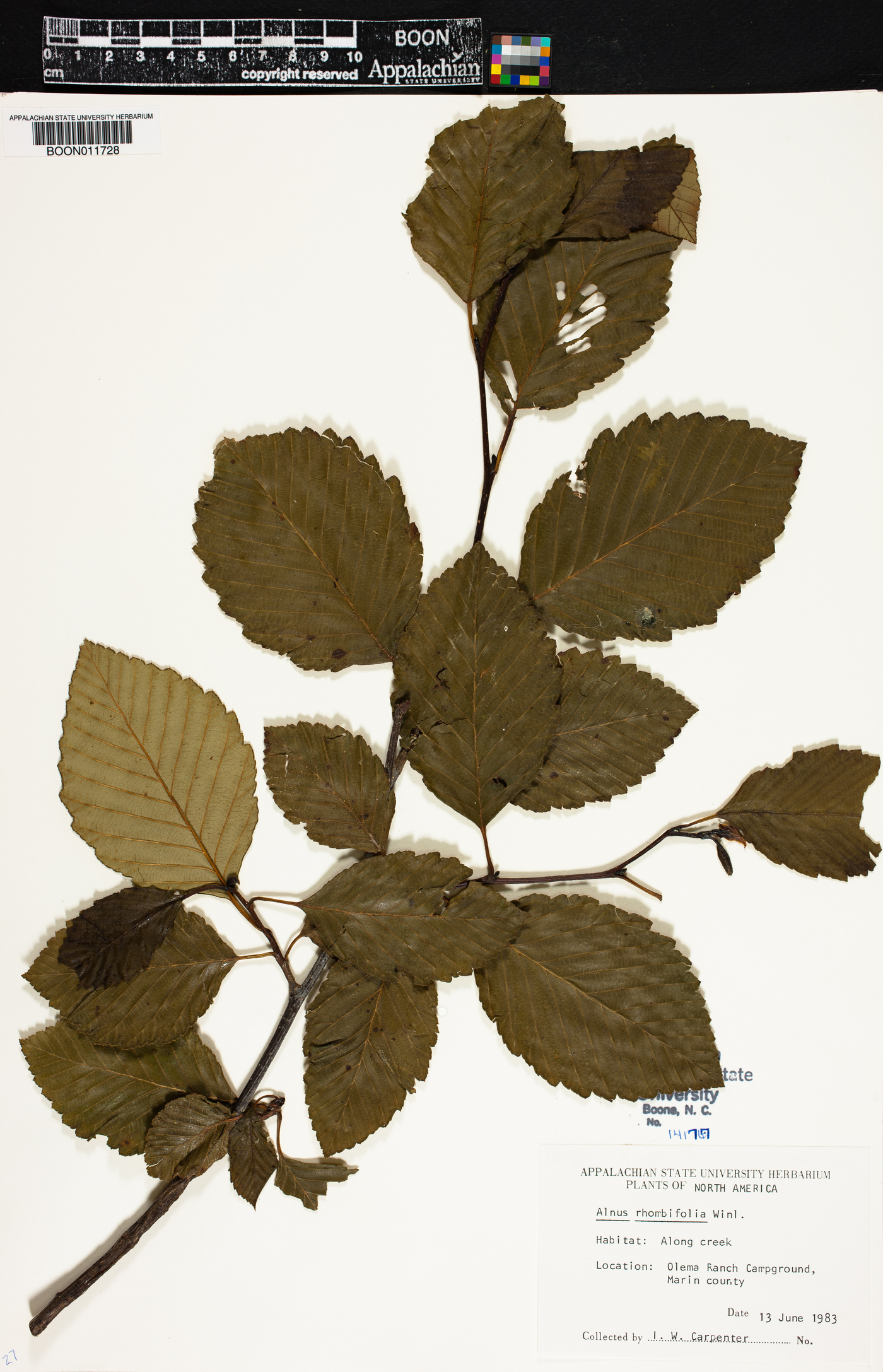Alnus rhombifolia image