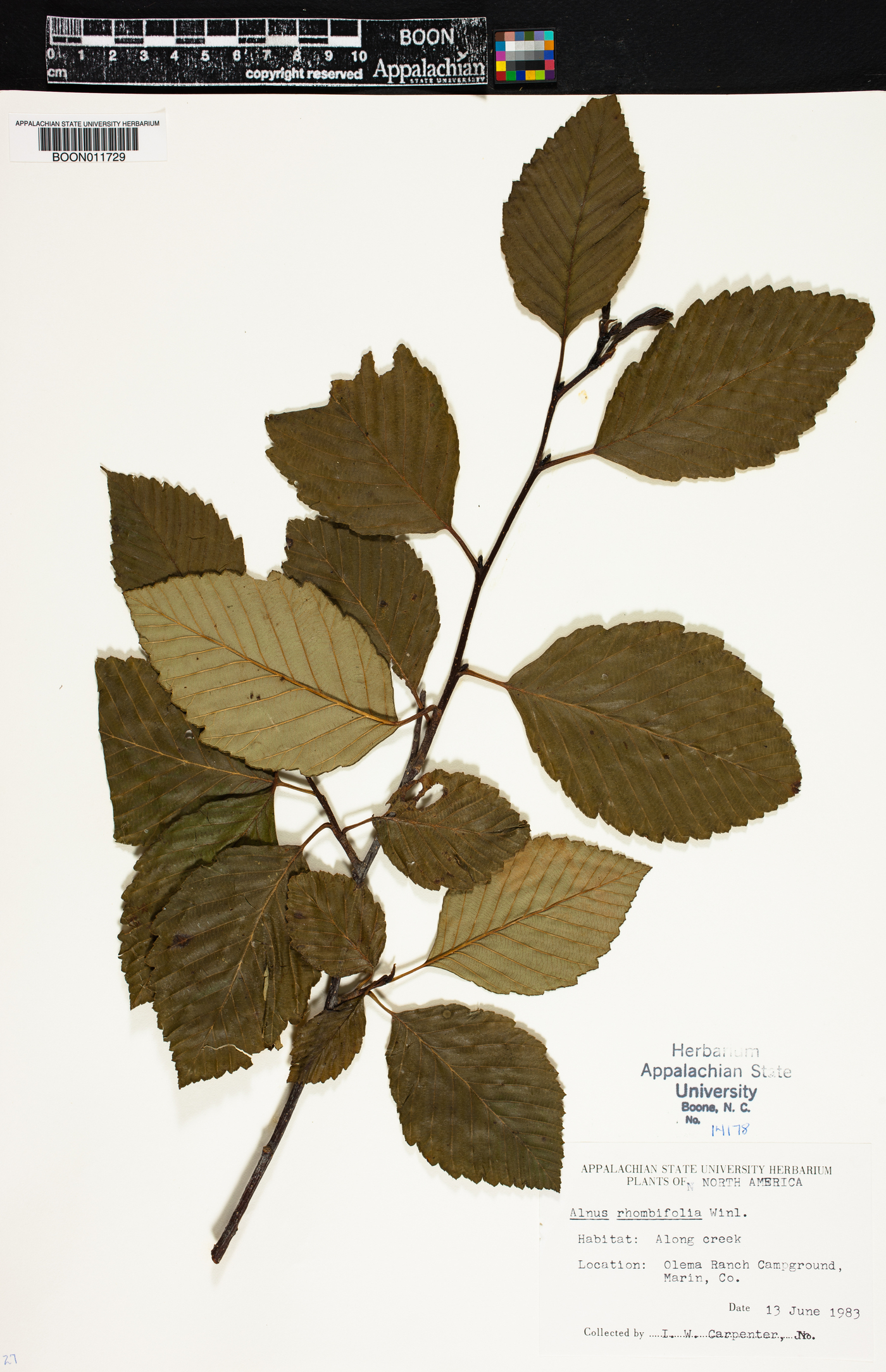 Alnus rhombifolia image