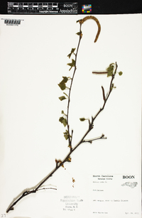 Betula alba image