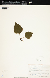 Betula alba image