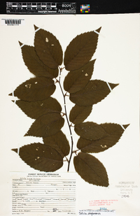 Betula alleghaniensis image