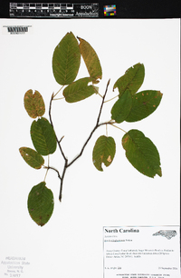 Betula alleghaniensis image