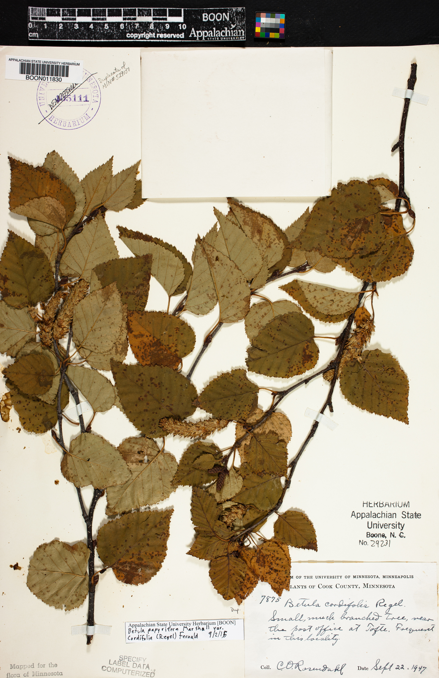 Betula papyrifera var. cordifolia image