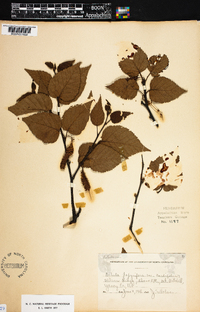 Betula papyrifera var. cordifolia image