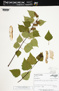 Betula pendula image