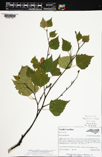 Betula pendula image