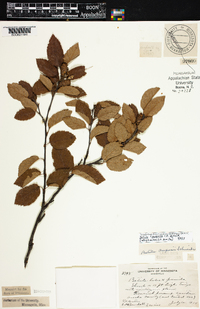 Betula × purpusii image