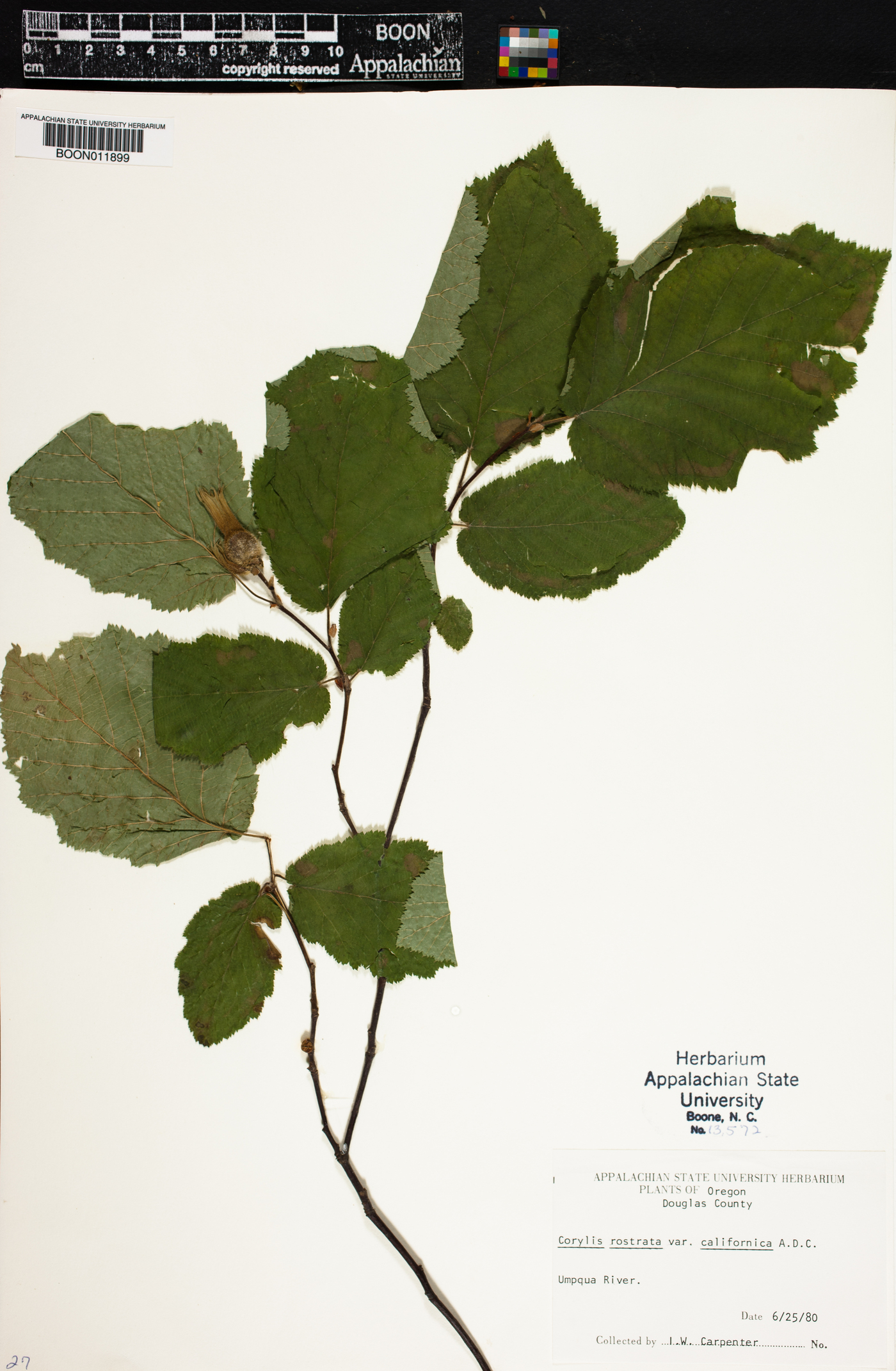 Corylus rostrata var. californica image