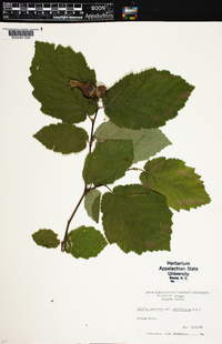 Corylus rostrata image