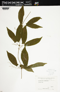 Anisostichus capreolata image