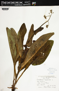 Cynoglossum virginianum image