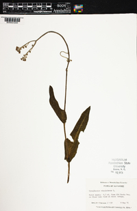 Cynoglossum virginianum image