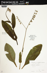 Cynoglossum virginianum image