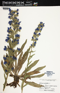 Echium vulgare image