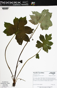 Hydrophyllum canadense image