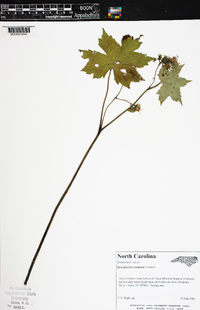 Hydrophyllum canadense image