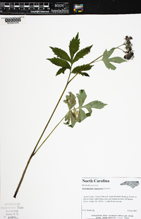 Hydrophyllum virginianum image