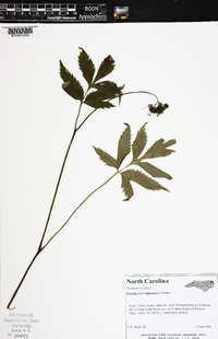 Hydrophyllum virginianum image