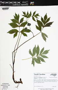 Hydrophyllum virginianum image