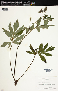 Hydrophyllum virginianum image