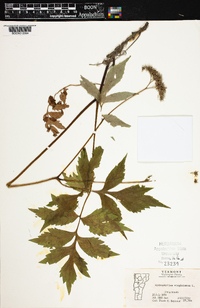 Hydrophyllum virginianum image