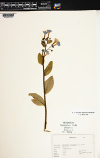 Mertensia virginica image