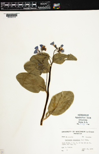 Mertensia virginica image