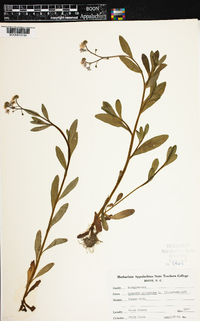 Myosotis scorpioides image