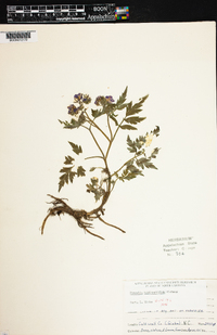 Phacelia bipinnatifida image