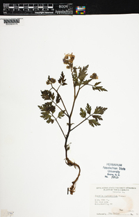 Phacelia bipinnatifida image