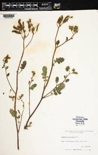 Phacelia crenulata image