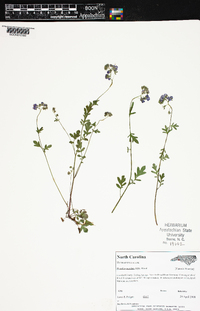 Phacelia maculata image