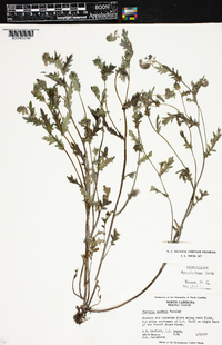 Phacelia purshii image