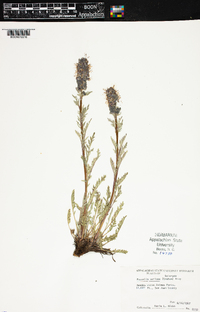 Phacelia sericea image