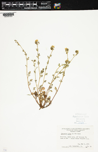 Phacelia dubia image