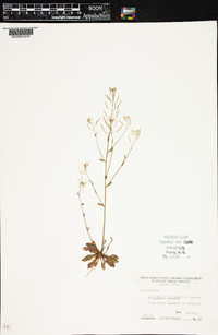 Arabidopsis thaliana image