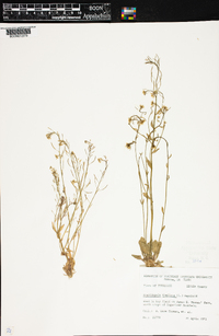 Arabidopsis thaliana image