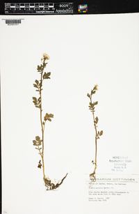 Cardamine amara subsp. amara image