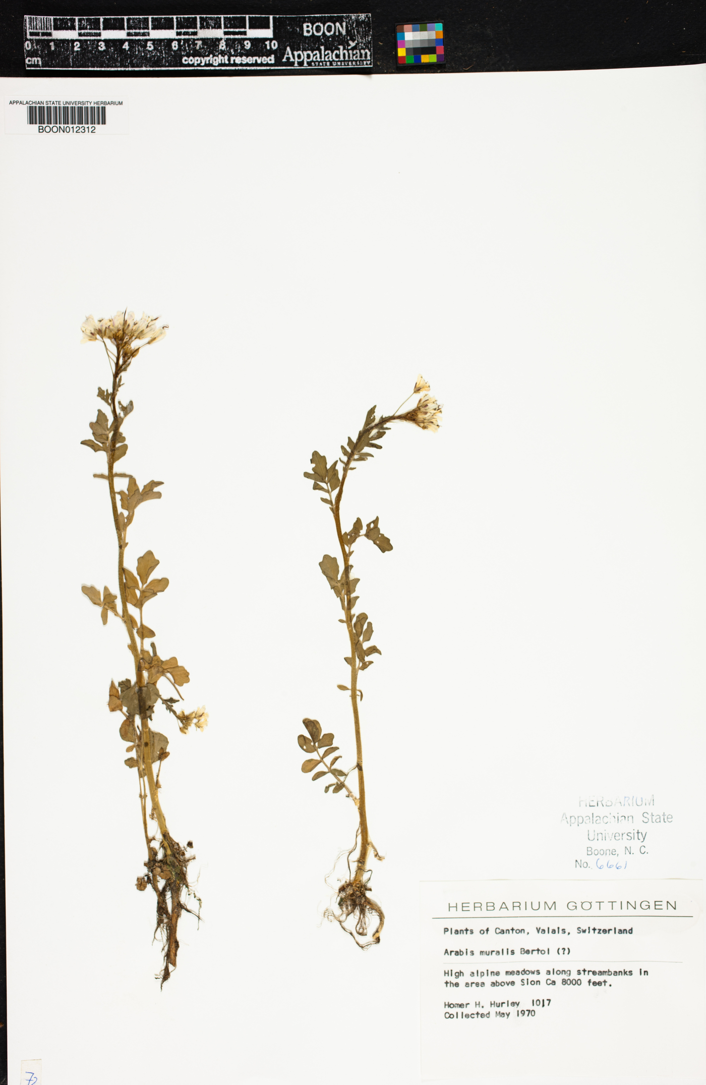 Arabis collina image