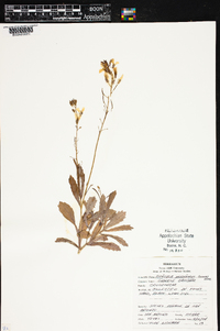 Brassica pekinensis image
