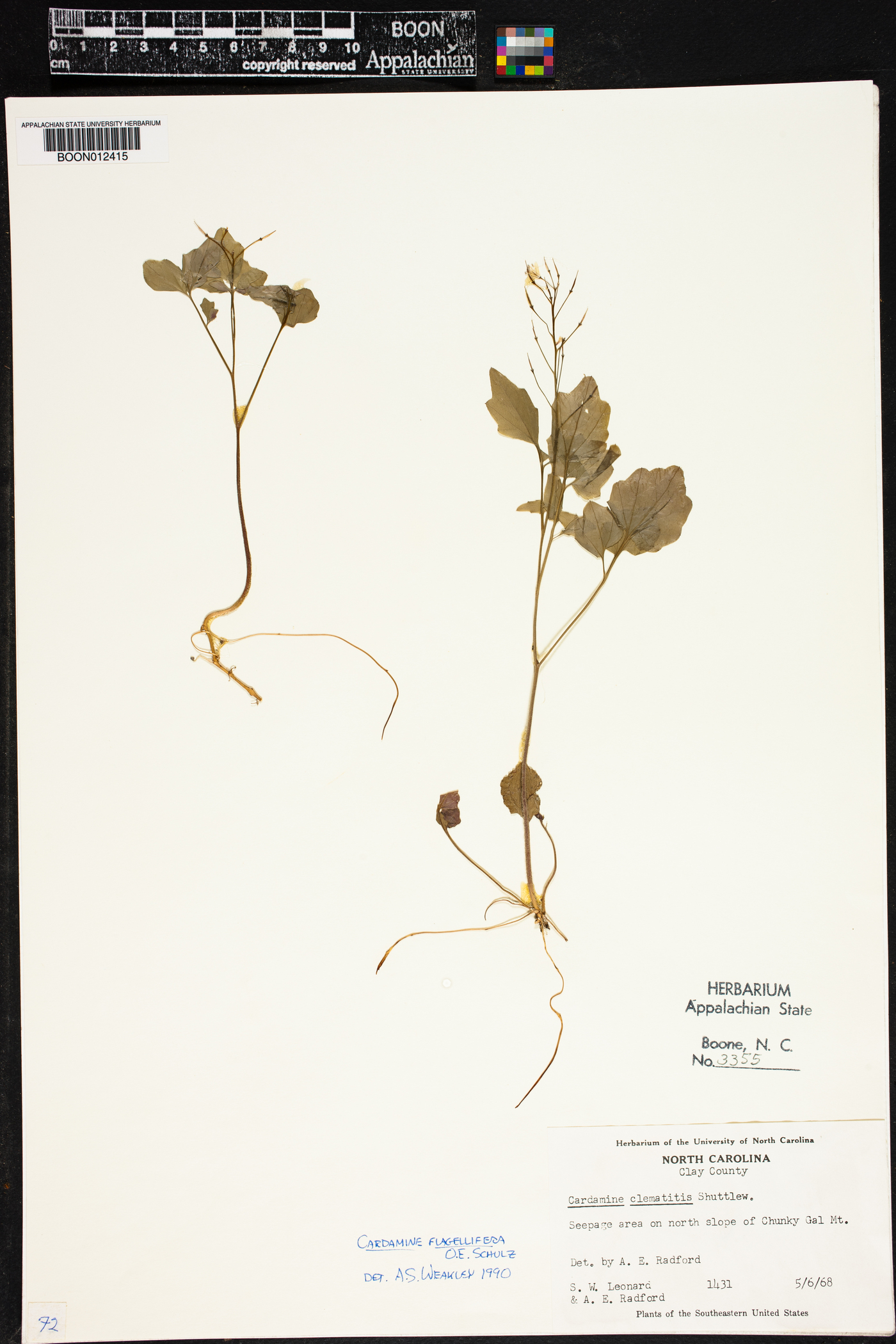 Cardamine flagellifera var. hugeri image