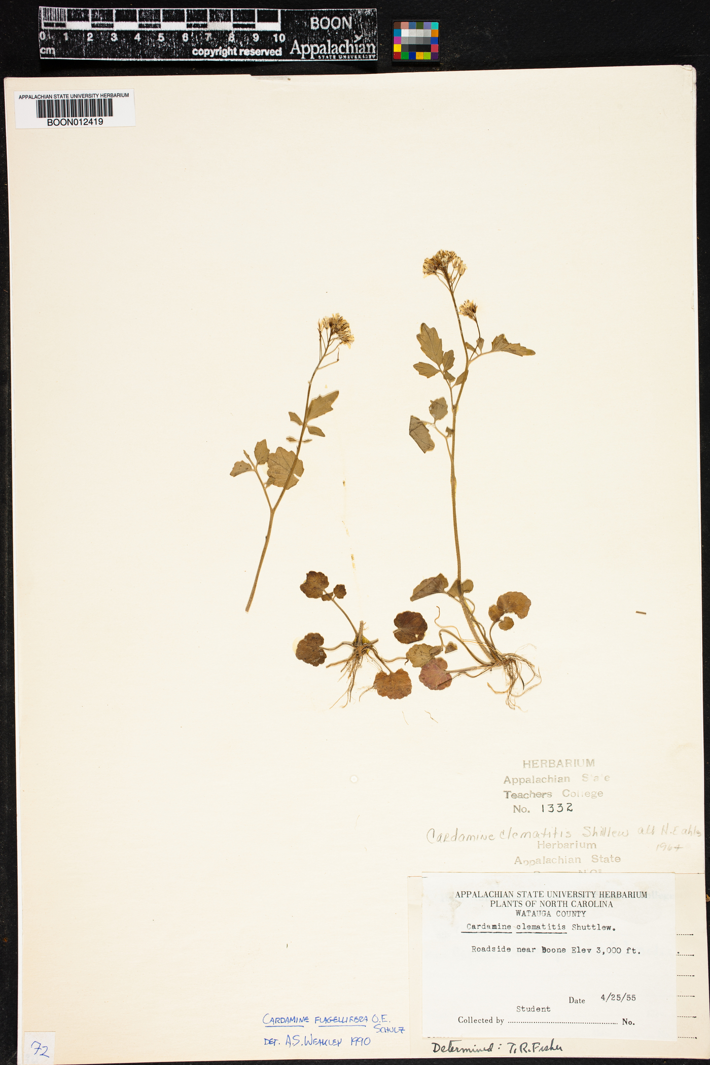 Cardamine flagellifera var. hugeri image