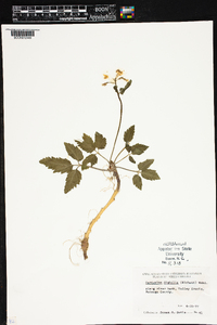 Cardamine diphylla image