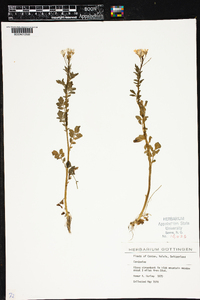 Cardamine amara image